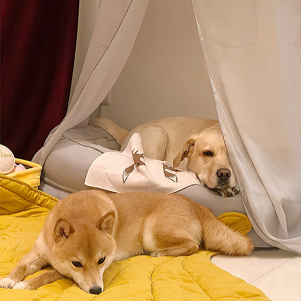 Sweet Dream Dog Sleeping Set